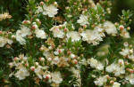 Myrtus communis - Myrtle